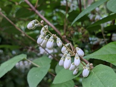 Deutzia gracilis