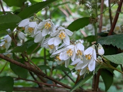 Deutzia gracilis