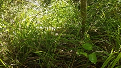Carex solandri