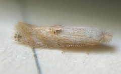 Bucculatrix packardella