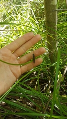 Carex solandri