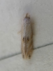 Bucculatrix packardella