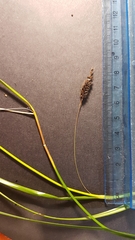 Carex solandri