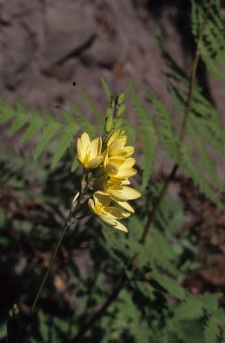 Image of Ixia odorata by (c) Tom Lloyd Evans, some rights reserved (CC BY-SA)