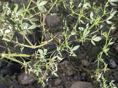 Fagonia pachyacantha