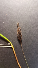 Carex solandri