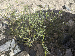 Fagonia pachyacantha