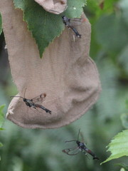 Synanthedon formicaeformis