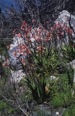 Watsonia tabularis