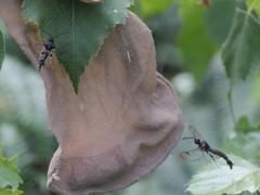 Synanthedon formicaeformis