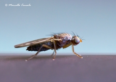 Opomyza florum
