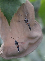 Synanthedon formicaeformis