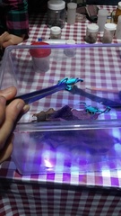 Centruroides gracilis