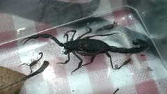 Centruroides gracilis