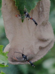 Synanthedon formicaeformis