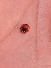 Coccinella nugatoria