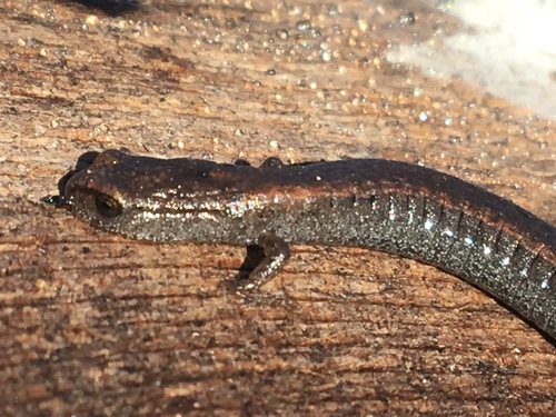 iNaturalist observation photo of California Slender Salamander