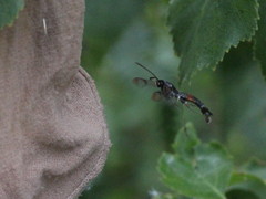 Synanthedon formicaeformis