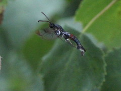Synanthedon formicaeformis