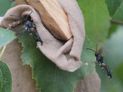 Synanthedon formicaeformis