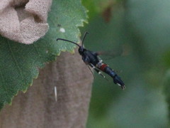 Synanthedon formicaeformis