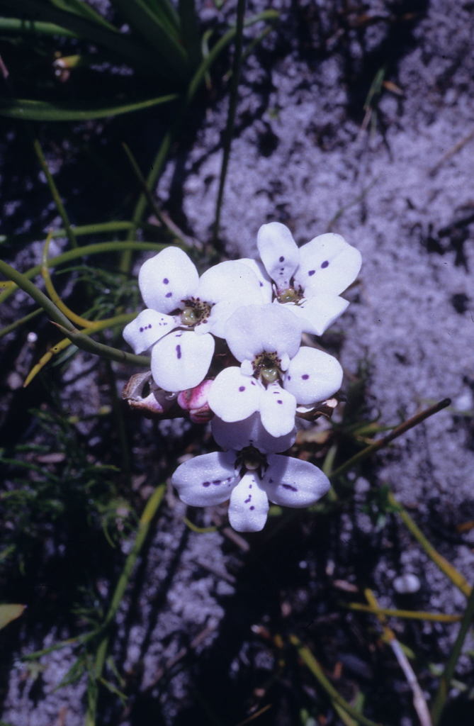 Disa fasciata
