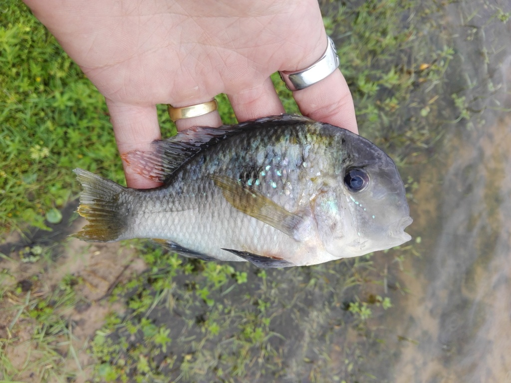 Argentine Humphead