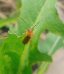 Cantharis livida