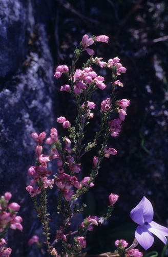 Image of Erica brevifolia by (c) Tom Lloyd Evans, some rights reserved (CC BY-SA)
