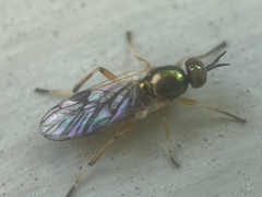 Actina viridis