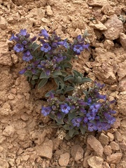 Penstemon bracteatus