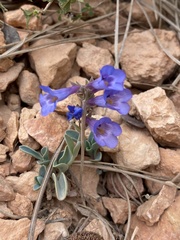 Penstemon bracteatus