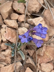 Penstemon bracteatus