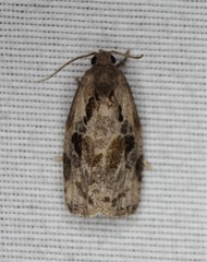Archips grisea