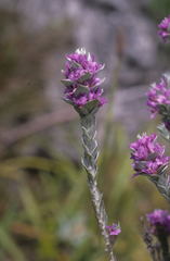 Amphithalea imbricata