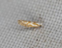 Argyresthia freyella