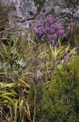 Amphithalea imbricata