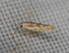 Argyresthia freyella