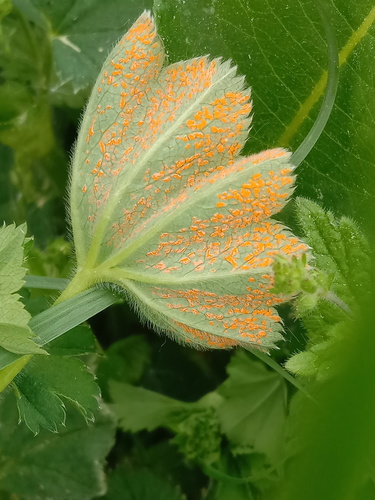 Lady's Mantle Rust