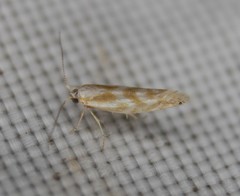 Argyresthia freyella