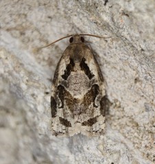 Archips grisea