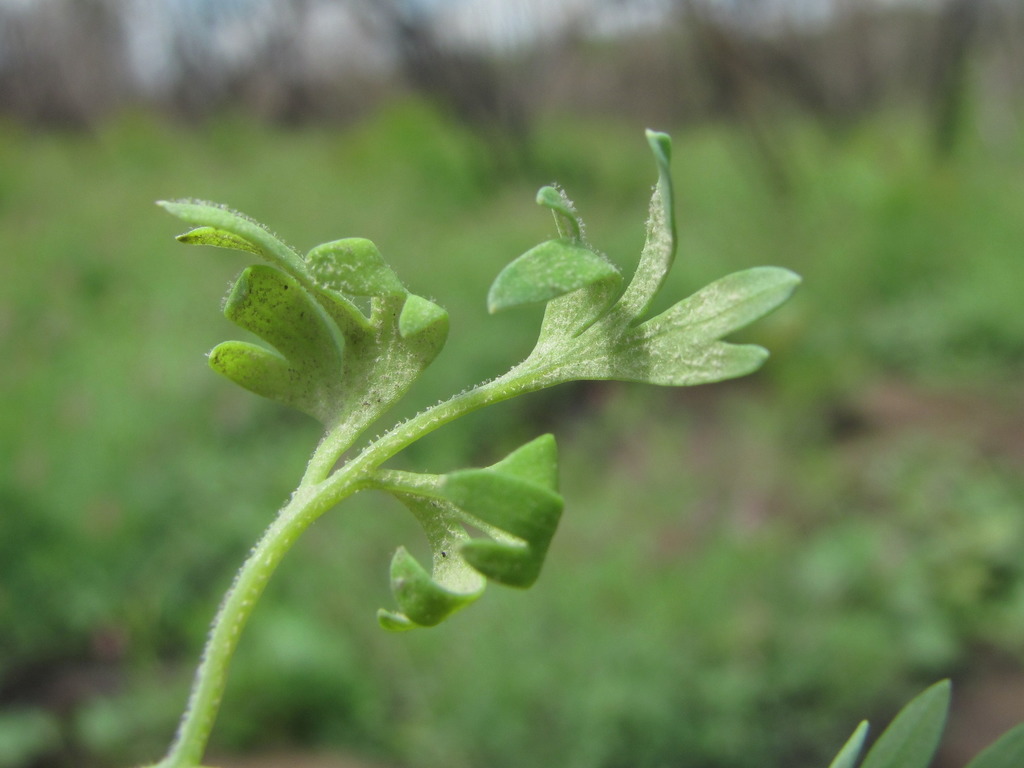 Peronospora affinis