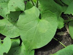 Peronospora polygoni-convolvuli