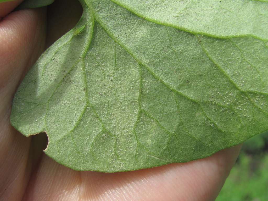 Peronospora polygoni-convolvuli
