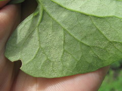 Peronospora polygoni-convolvuli