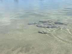 Paralabrax nebulifer