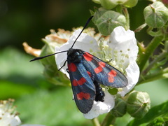 Zygaena filipendulae