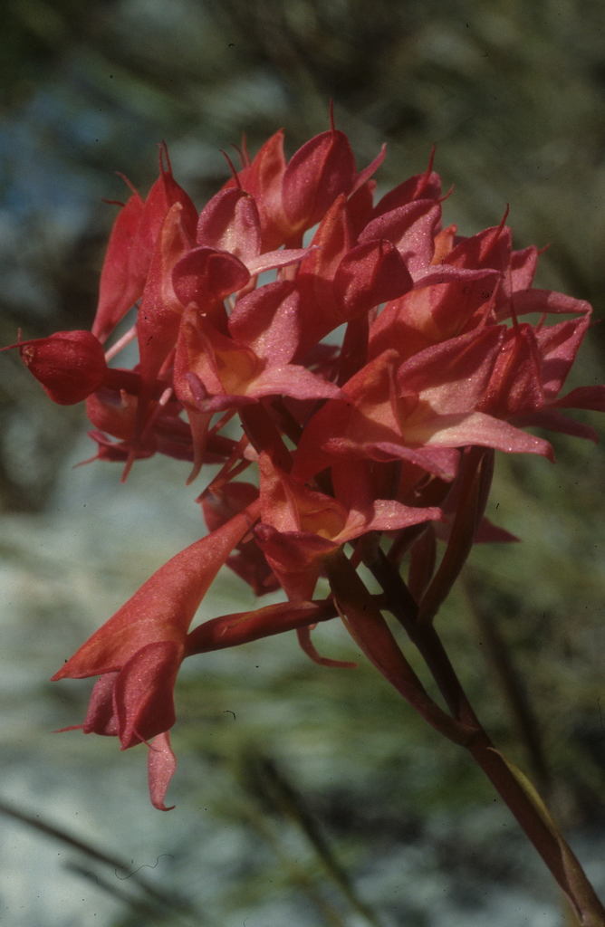 Disa ferruginea