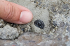 Onchidella nigricans