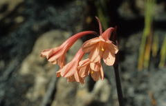 Cyrtanthus ventricosus